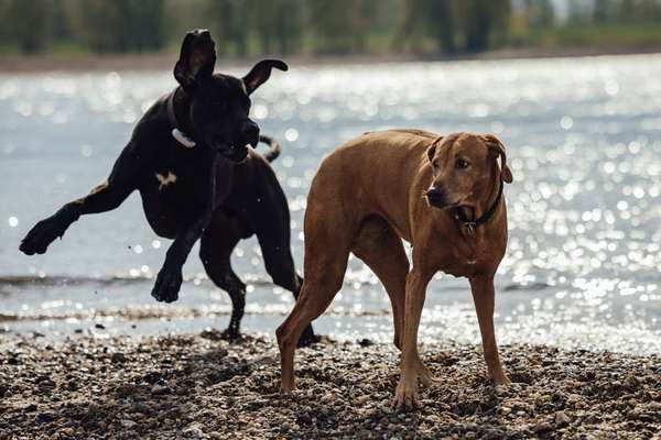 Dogorama-Monats-Challenge-Mai "Wasser"-Beitrag-Bild