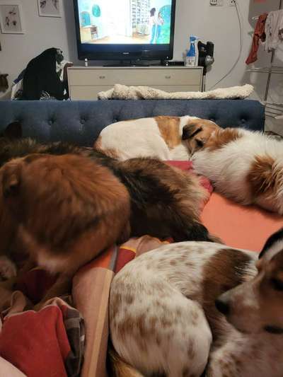 Alles rund um den Schäferhund, diskutieren erwünscht.-Beitrag-Bild