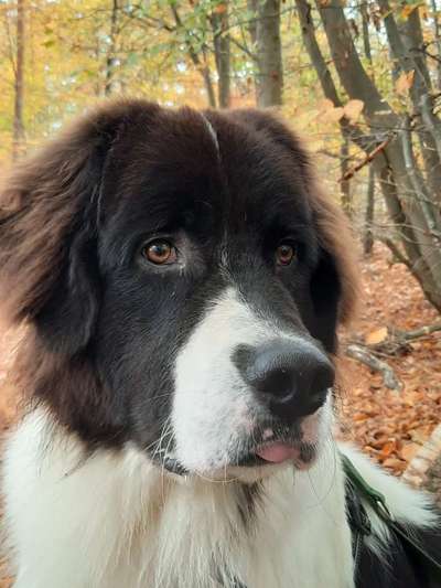 Wie heißt dein Hund?-Beitrag-Bild