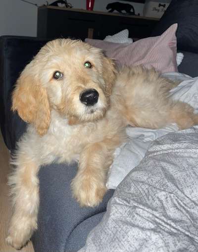 Goldendoodle?-Beitrag-Bild