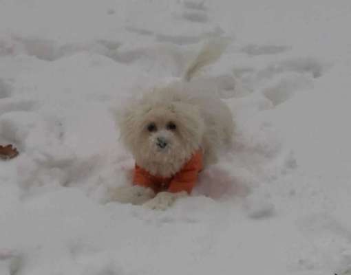 Die Dogorama Wochen Challenge-Beitrag-Bild