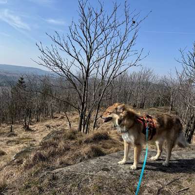 Hundetreffen-Gemeinsame Spaziergänge-Bild