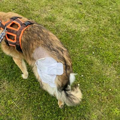 Spindelzelltumor Grad 1-Beitrag-Bild