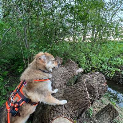 Hundetreffen-Gemeinsame Spaziergänge-Bild