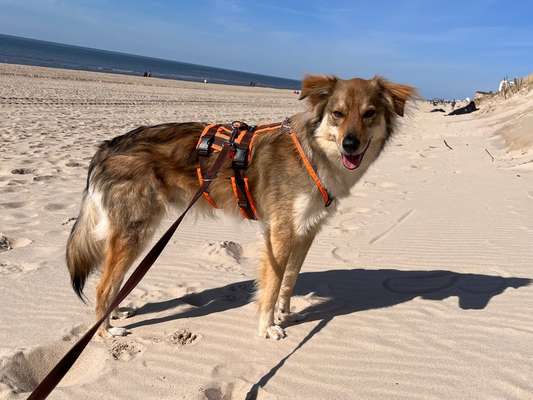 Wie sitzt mein Geschirr?-Beitrag-Bild