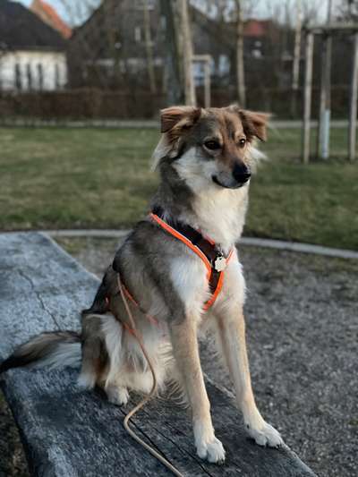 Club der Rumänen (Alle Hunde aus dem rumänischen Tierschutz, wo seid Ihr?)-Beitrag-Bild