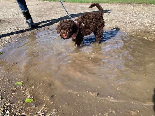 Dogorama-Monats-Challenge-Mai "Wasser"-Beitrag-Bild