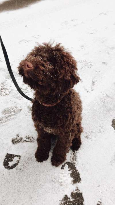 Seltene Rassen!-Beitrag-Bild