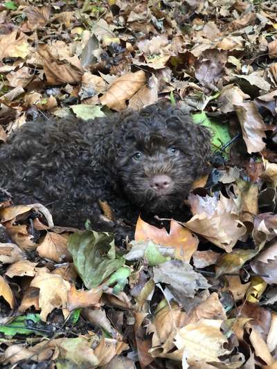 Welpen Bilder !-Beitrag-Bild