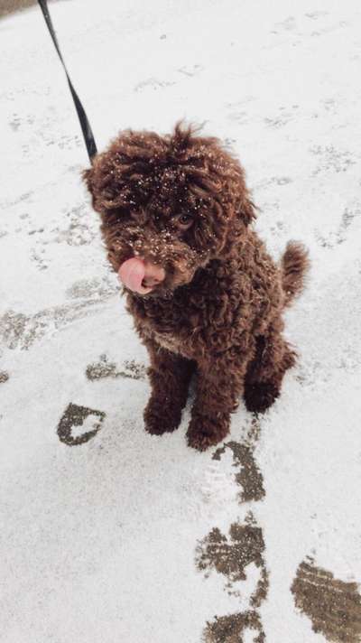 Lagotto Romagnolo Besitzer-Beitrag-Bild