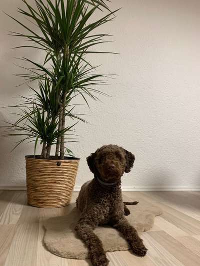 Lagotto Romagnolo Besitzer-Beitrag-Bild