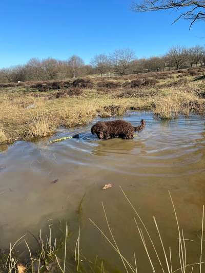 Seltene Rassen!-Beitrag-Bild