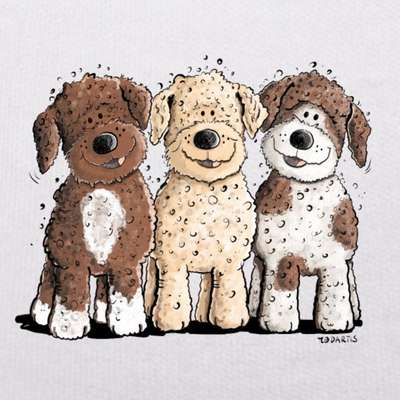 Lagotto Romagnolo Besitzer-Beitrag-Bild