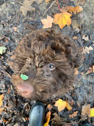 Welpen Bilder !-Beitrag-Bild