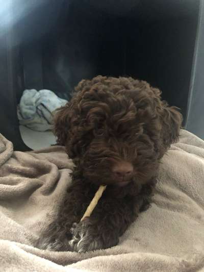 Welpen Bilder !-Beitrag-Bild