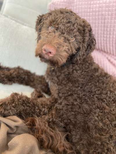 Seltene Rassen!-Beitrag-Bild