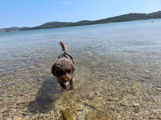 Lagotto Romagnolo Besitzer-Beitrag-Bild