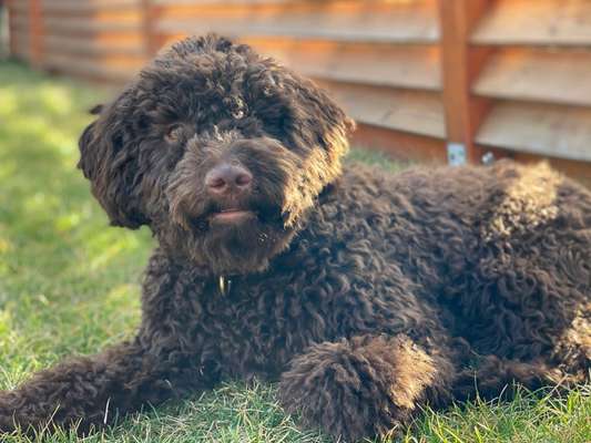 Seltene Rassen!-Beitrag-Bild