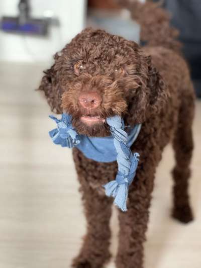 Lagotto Romagnolo Besitzer-Beitrag-Bild