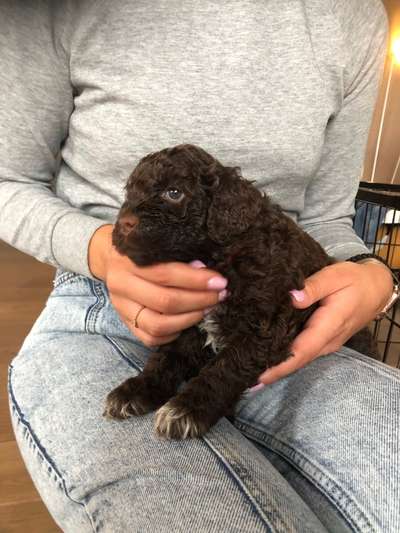 Welpen Bilder !-Beitrag-Bild