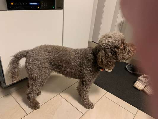 Lagotto Romagnolo Besitzer-Beitrag-Bild