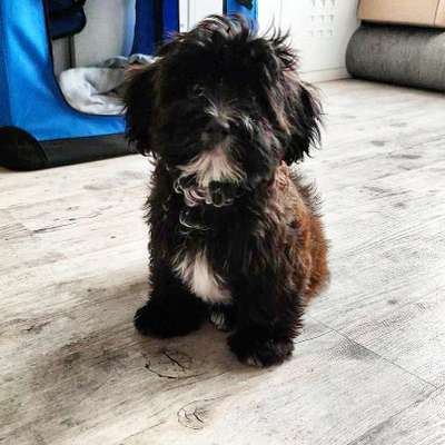 Havaneser dabei?:)-Beitrag-Bild