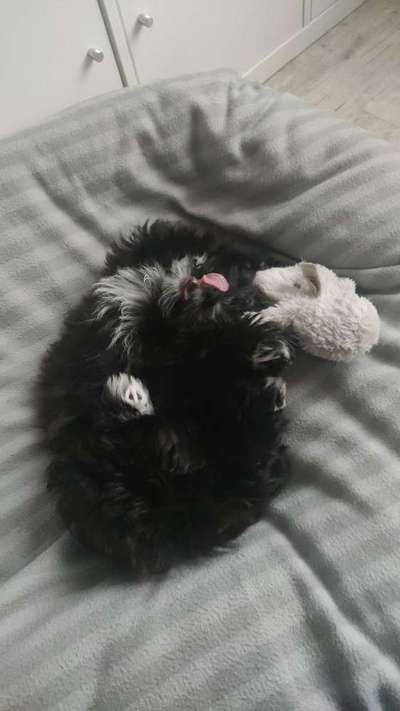 Havaneser dabei?:)-Beitrag-Bild