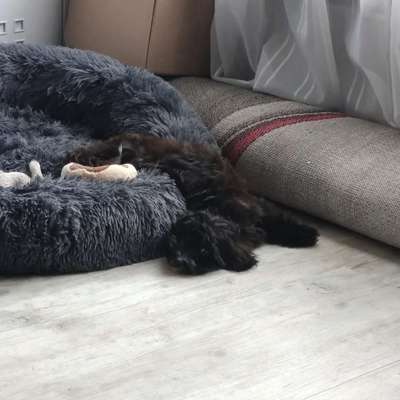 Havaneser dabei?:)-Beitrag-Bild