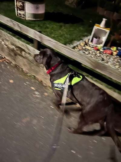 Labradorfans-Beitrag-Bild