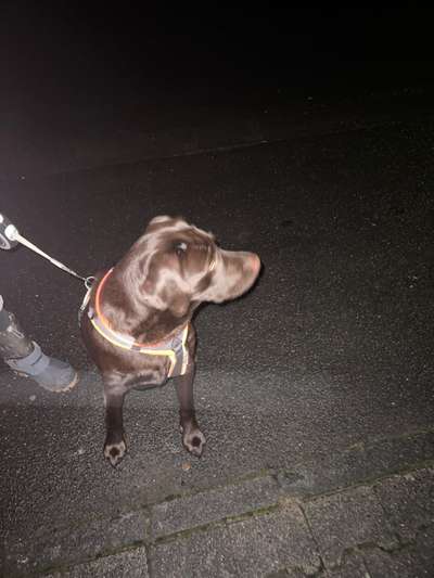 Reinrassige Hunde?-Beitrag-Bild