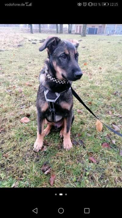 Wie heißt dein Hund?-Beitrag-Bild