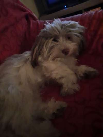 Havaneser-Beitrag-Bild