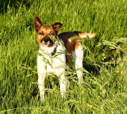 Die Dogorama Monats Challenge "Es grünt und blüht"-Beitrag-Bild