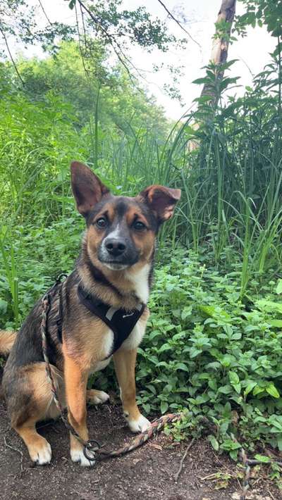 Hundetreffen-Gemeinsame Spaziergänge in PB-Bild