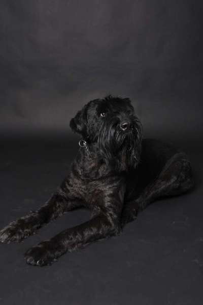 Wo sind die Riesenschnauzer?-Beitrag-Bild