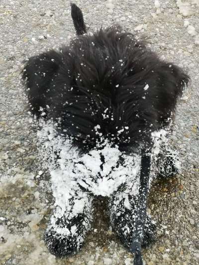 Wo sind die Riesenschnauzer?-Beitrag-Bild