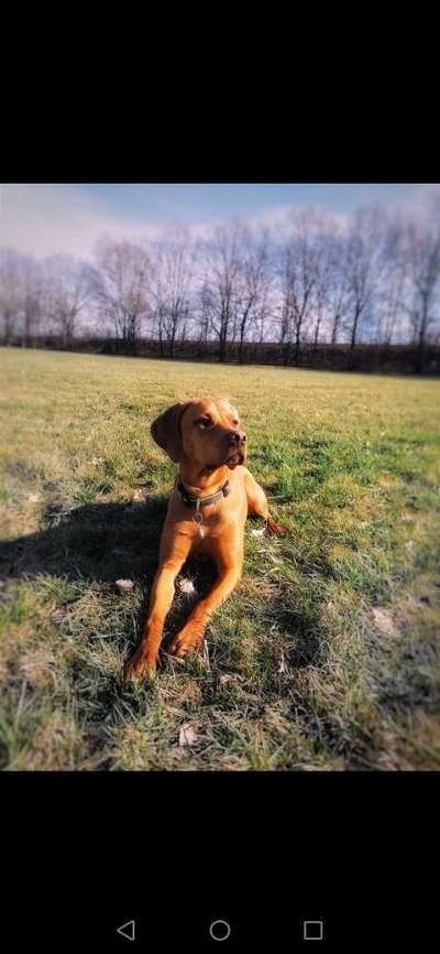 Sind hier Deutsch Kurzhaar/ Jagdhunde?-Beitrag-Bild