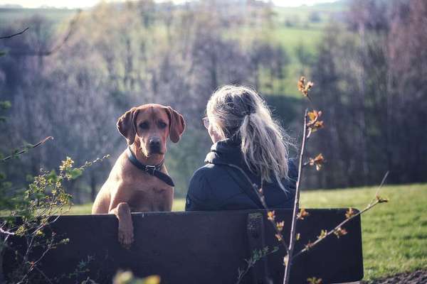 Welche Hunderasse-Beitrag-Bild