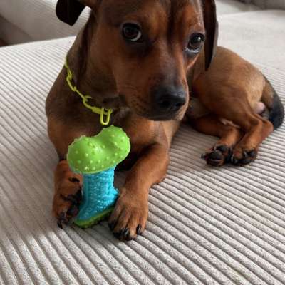 Hundetreffen-Hallo ich heiße Balu und suche einen Spielkameraden-Bild