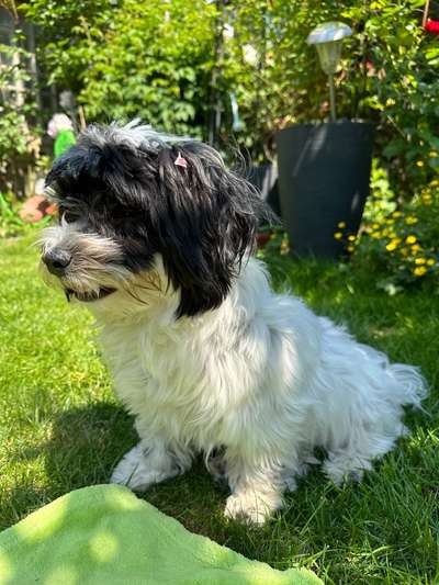 Hundetreffen-Spielgruppe kleine bis mittelgroße Hunde Maya ist etwas ängstlich und scheu am Anfang-Bild