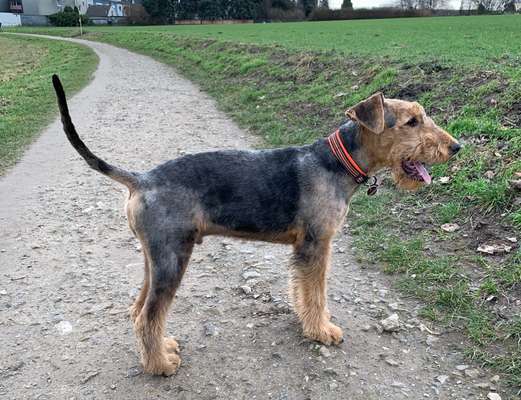 Airedale Terrier-Beitrag-Bild