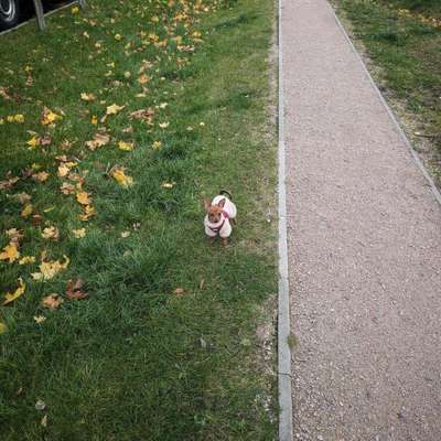 Hundetreffen-Spielkameraden für Lina gesucht (Minirassen)-Bild