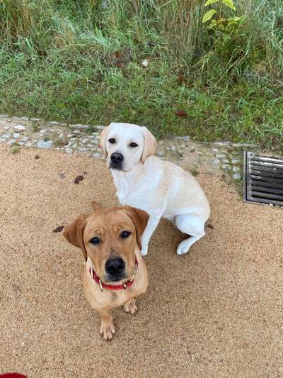 Labradorfans-Beitrag-Bild