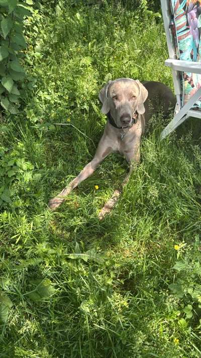 Hundetreffen-Spielgefährte gesucht-Bild