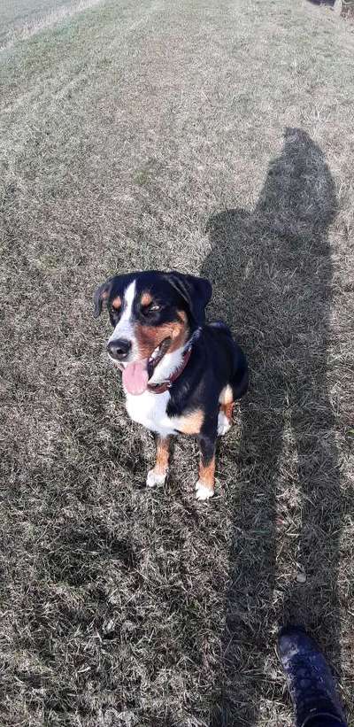 Rassen und ihre Eigenschaften-Beitrag-Bild