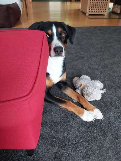 Appenzeller Sennenhunde-Beitrag-Bild