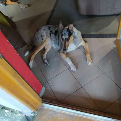 Hundetreffen-Gassi in Oberreichenbach-Bild