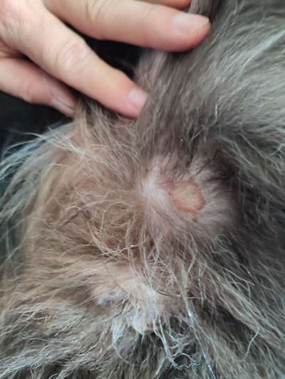 Kreisrundes Erythem,Borrelliose?-Beitrag-Bild