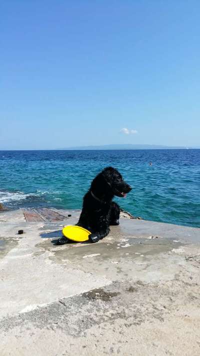 wunde Pfote-Beitrag-Bild