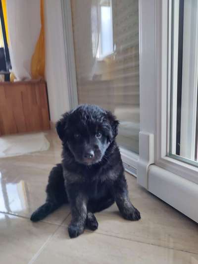 Vorderpfoten nach außen gedreht-Beitrag-Bild